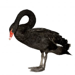 nassim-taleb-black-swan-min
